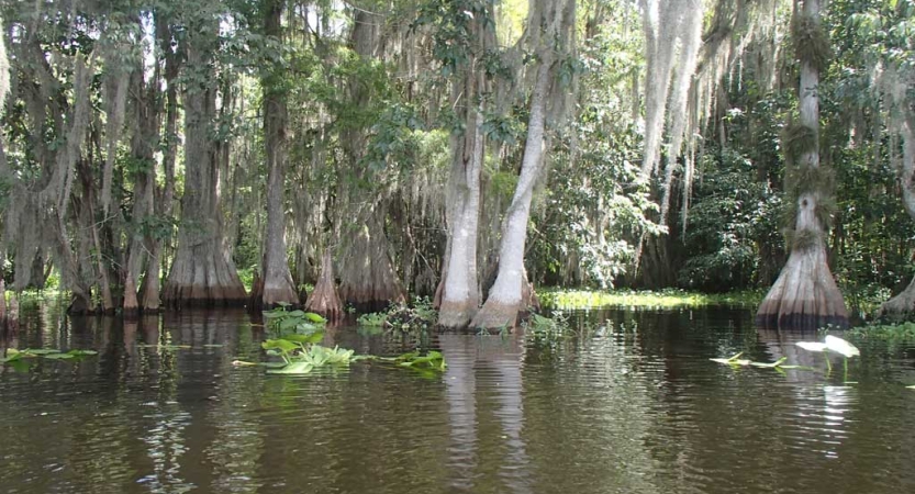 Trees just up from water in a Florida mangrove. 